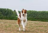 BARZOI 003
